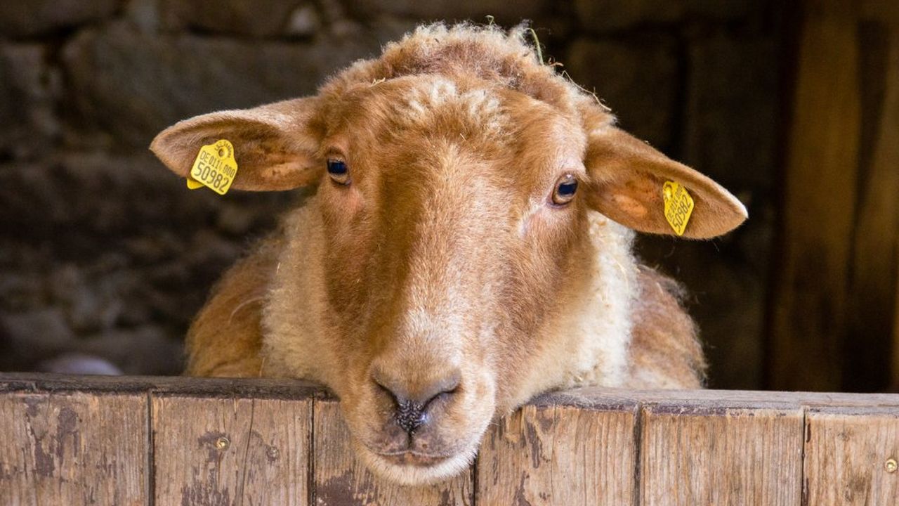 Coburger Fuchsschaf Lotte Coburger Fuchsschaf Lotte